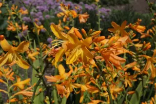 Crocosmia x crocosmioides 'Morning Light'