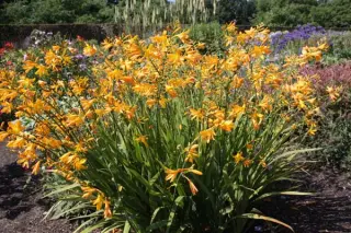 Crocosmia x crocosmioides 'Morning Light'