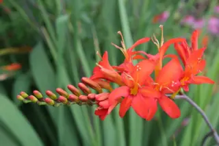 Crocosmia x crocosmioides 'Red Knight'