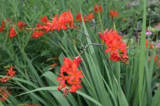 Crocosmia x crocosmioides 'Red Knight'