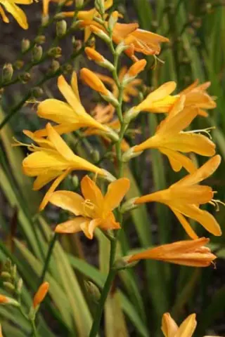 Crocosmia 'Dark Leafed Apricot'