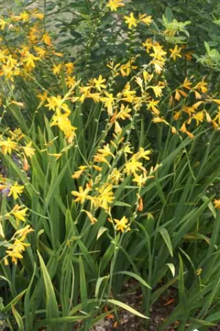 Crocosmia 'Dark Leafed Apricot'