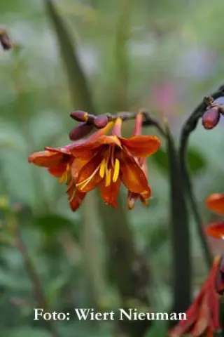Crocosmia 'Dusky Maiden'