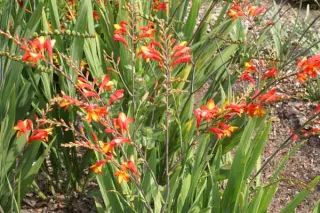 Crocosmia 'Ellenbank Firecrest'