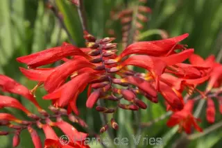 Crocosmia 'Emberglow'