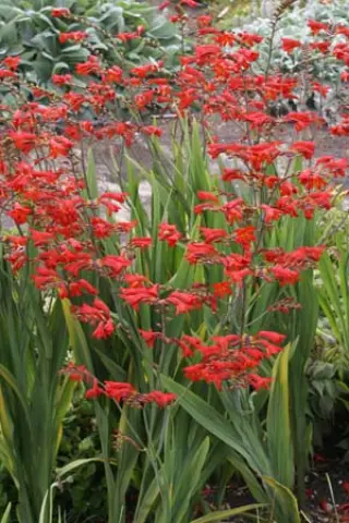 Crocosmia 'Emberglow'