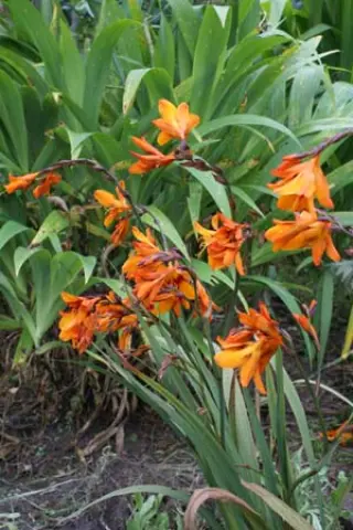Crocosmia 'Emily Mckenzie'
