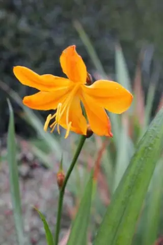 Crocosmia fucata x paniculata