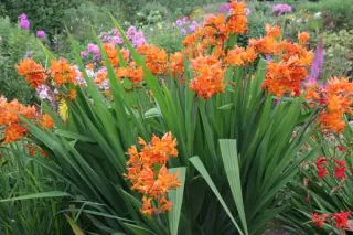 Crocosmia 'Fuque'