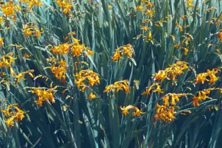 Crocosmia 'Golden Glory'