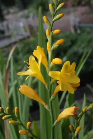 Crocosmia 'Golden Sheaf'