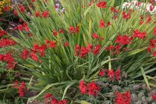 Crocosmia 'Hellfire'
