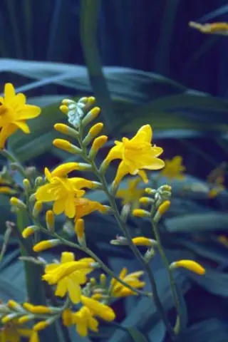 Crocosmia 'Honey Angels'