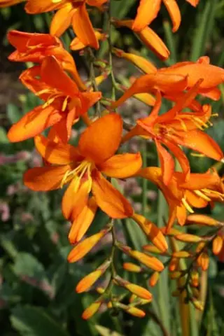 Crocosmia 'Jupiter'