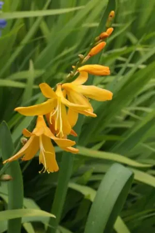 Crocosmia 'Kiatschou'