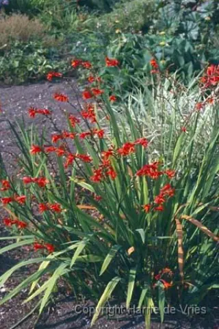 Crocosmia 'Lady Hamilton'
