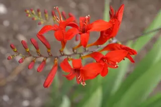 Crocosmia 'Lucifer'