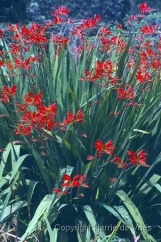 Crocosmia 'Lucifer'