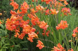 Crocosmia 'Okavango'