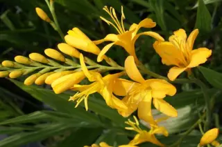 Crocosmia 'Paul's Best Yellow'