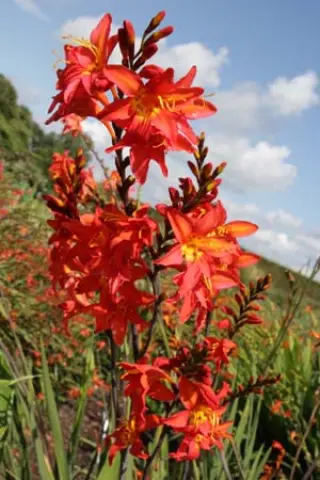 Crocosmia 'Prince Of Orange'