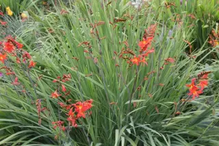 Crocosmia 'Prince Of Orange'
