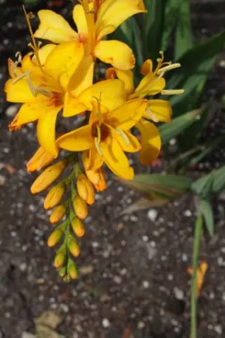 Crocosmia 'Rowallane Yellow' (Ex Le Jardin Plume)