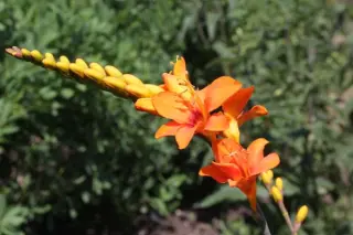 Crocosmia 'Salsa'
