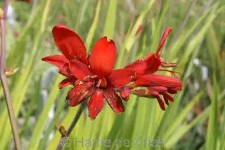 Crocosmia 'Saracen'