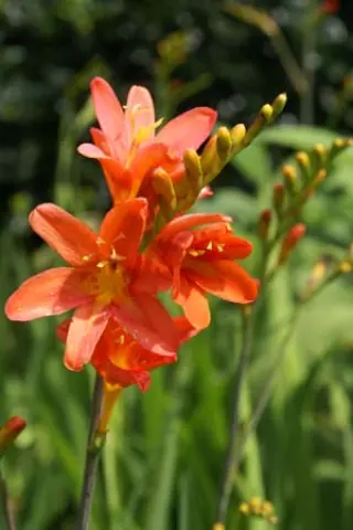 Crocosmia 'Severn Sunrise'