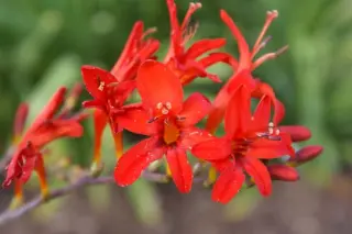 Crocosmia 'Spitfire'
