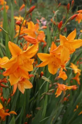 Crocosmia 'Star Of The East'