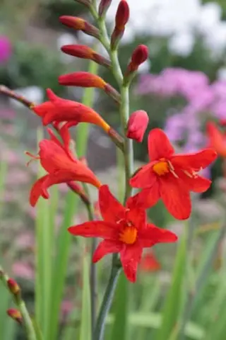 Crocosmia 'Tamar Glow'