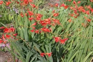 Crocosmia 'Tamar Glow'
