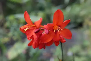 Crocosmia 'Twilight Fairy Crimson'