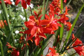 Crocosmia 'Zeal Tan'