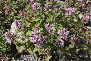 Cunila origanoides