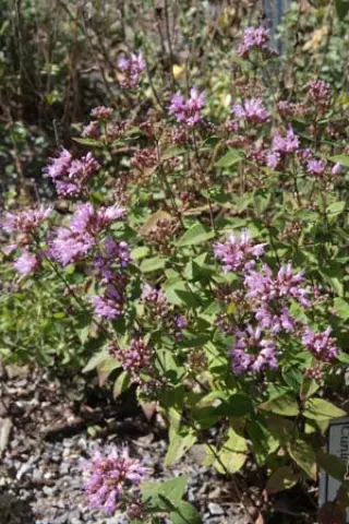 Cunila origanoides