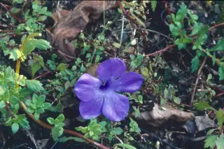 Cyananthus lobatus 'Dark Beauty'