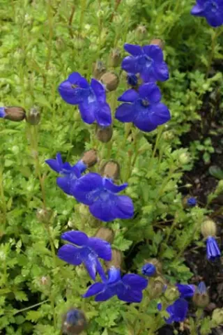 Cyananthus lobatus