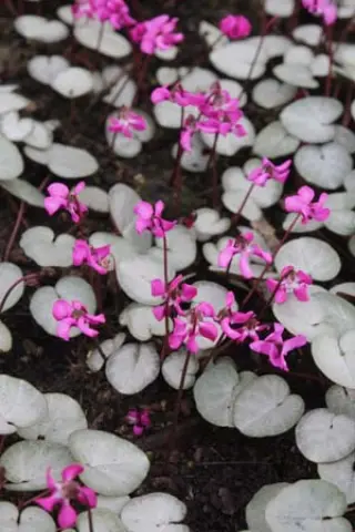 Cyclamen coum 'Nymans Group'