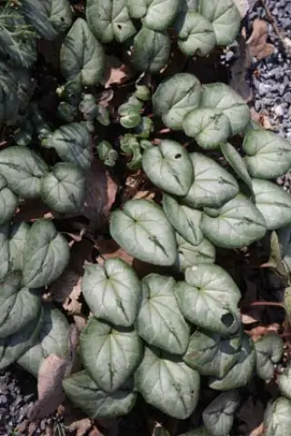 Cyclamen coum (zilver blad witbl.)