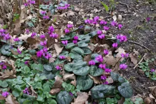 Cyclamen coum