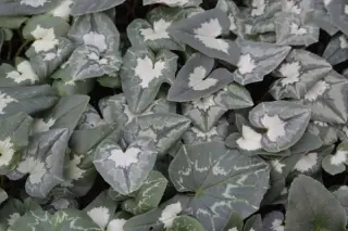 Cyclamen hederifolium subsp. crassifolium