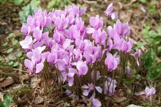 Cyclamen hederifolium (donker lilaroze)