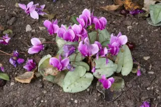 Cyclamen hederifolium 'Nettleton Silver' (Roze)