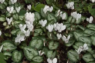 Cyclamen hederifolium (zilver hart witbl.)