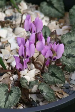 Cyclamen pseudibericum