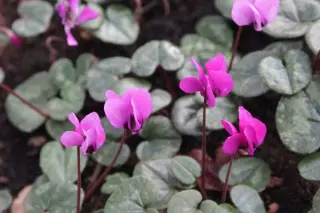 Cyclamen pseudibericum