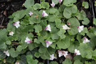 Cymbalaria hepaticifolia
